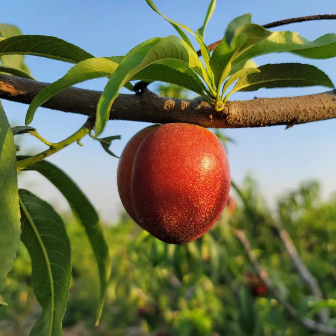 【顺丰包邮】现摘现发 砀山黄肉油桃 酸甜可口 现货 新鲜应季水果