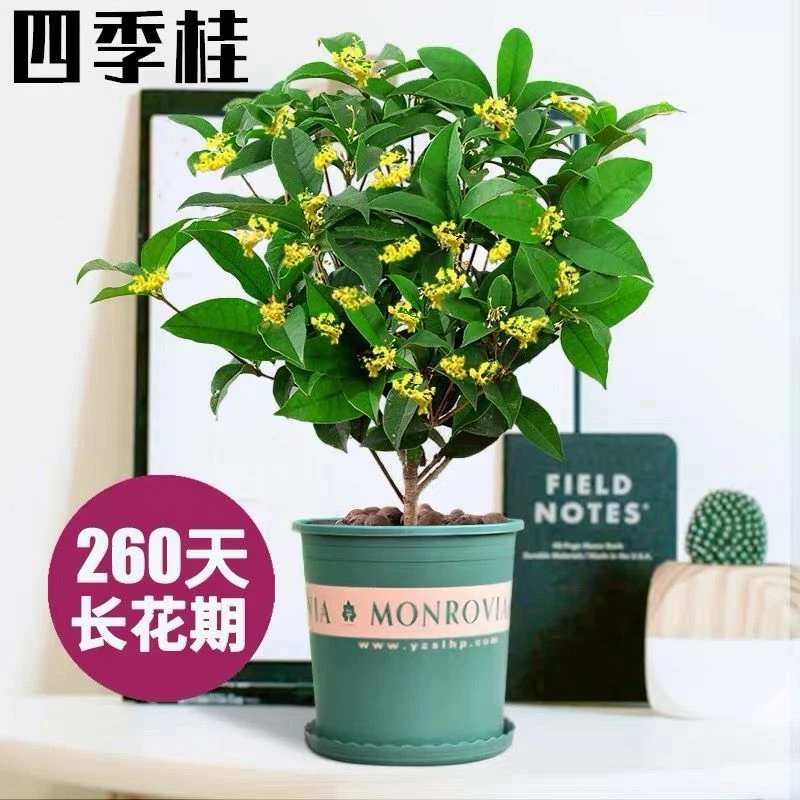 桂花树苗桂花苗盆栽金桂四季桂室内外浓香型阳台花卉绿植庭院盆景