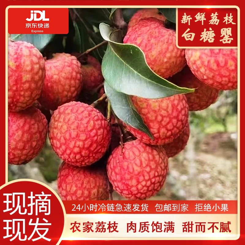 【产地直发】高州老树白糖罂荔枝新鲜当季现摘水果5斤/10斤整箱礼盒