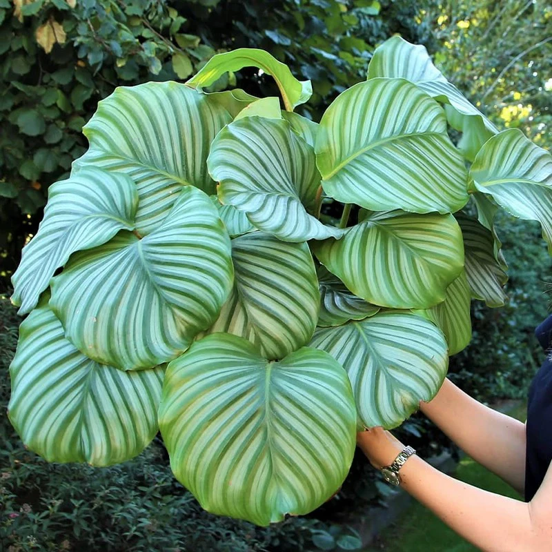 大颗青苹果竹芋室内观叶绿植喜阴绿植好看好养绿植
