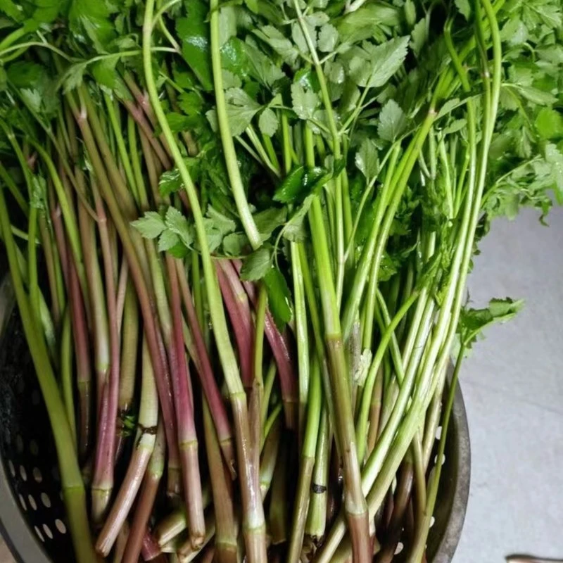 洪湖现摘新鲜芹菜 清炒配料伴侣 2斤4斤
