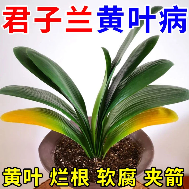 君子兰防黄叶烂根促生长营养液植物专用肥料软腐夹箭不开花促箭剂