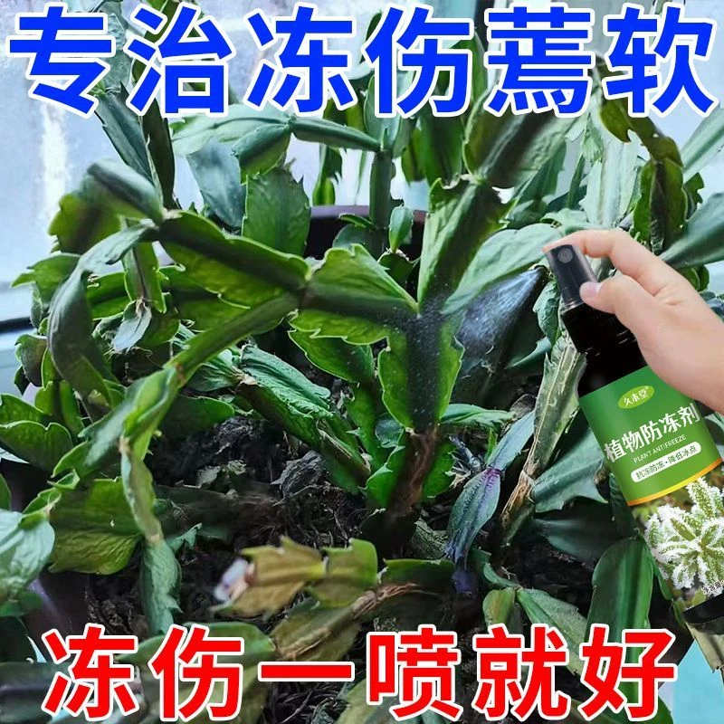 植物防冻液抗冻君子兰多肉绿萝蟹爪兰防寒安全过冬防冻剂绿植通用