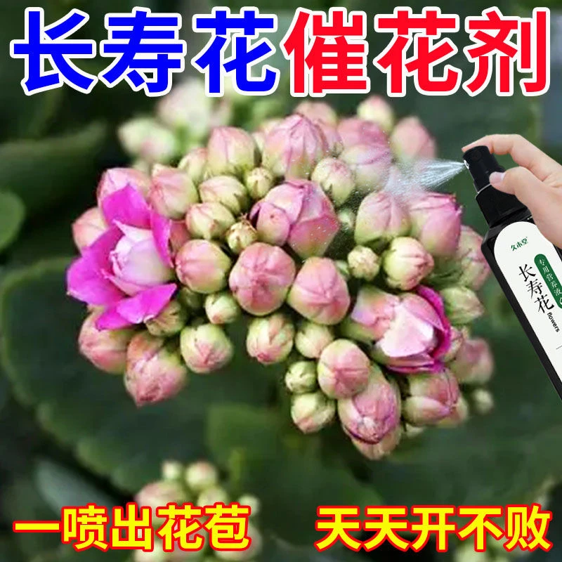 【天天开花】长寿花营养液不开花黄叶烂根免稀释壮根液体肥料