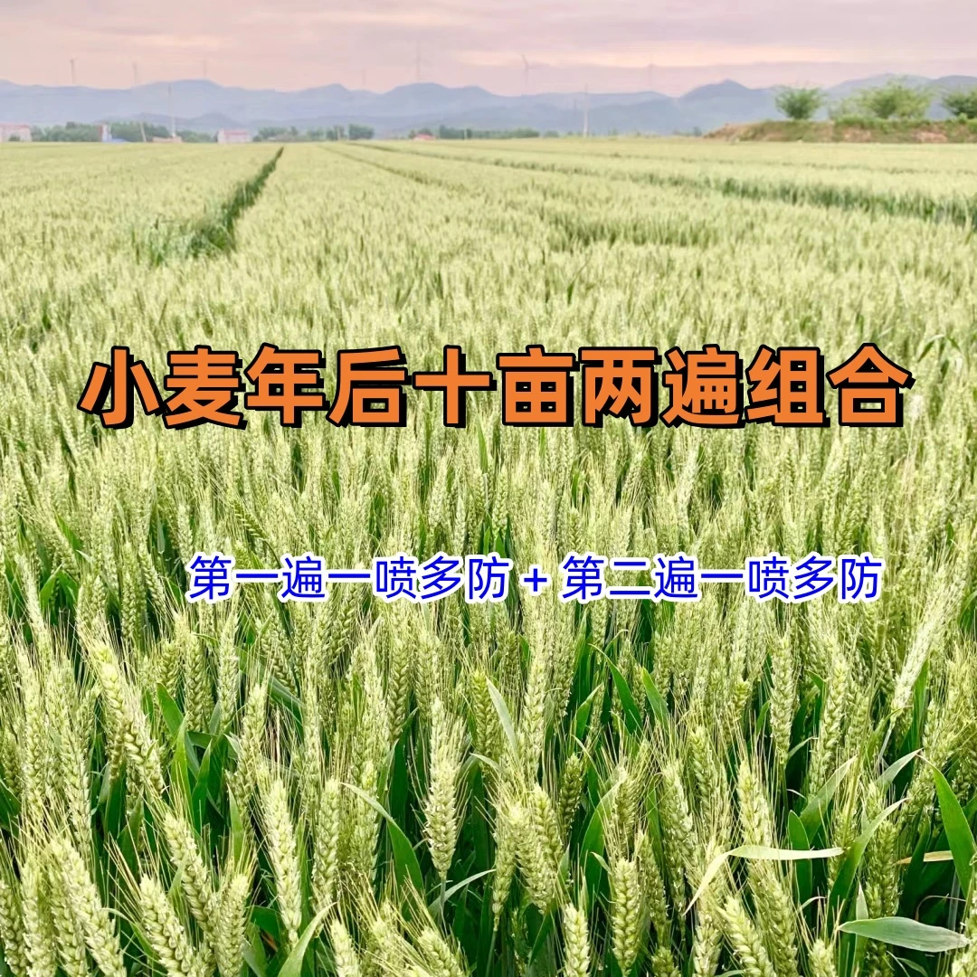 【十亩两遍】小麦一喷多防两遍营养增产方案