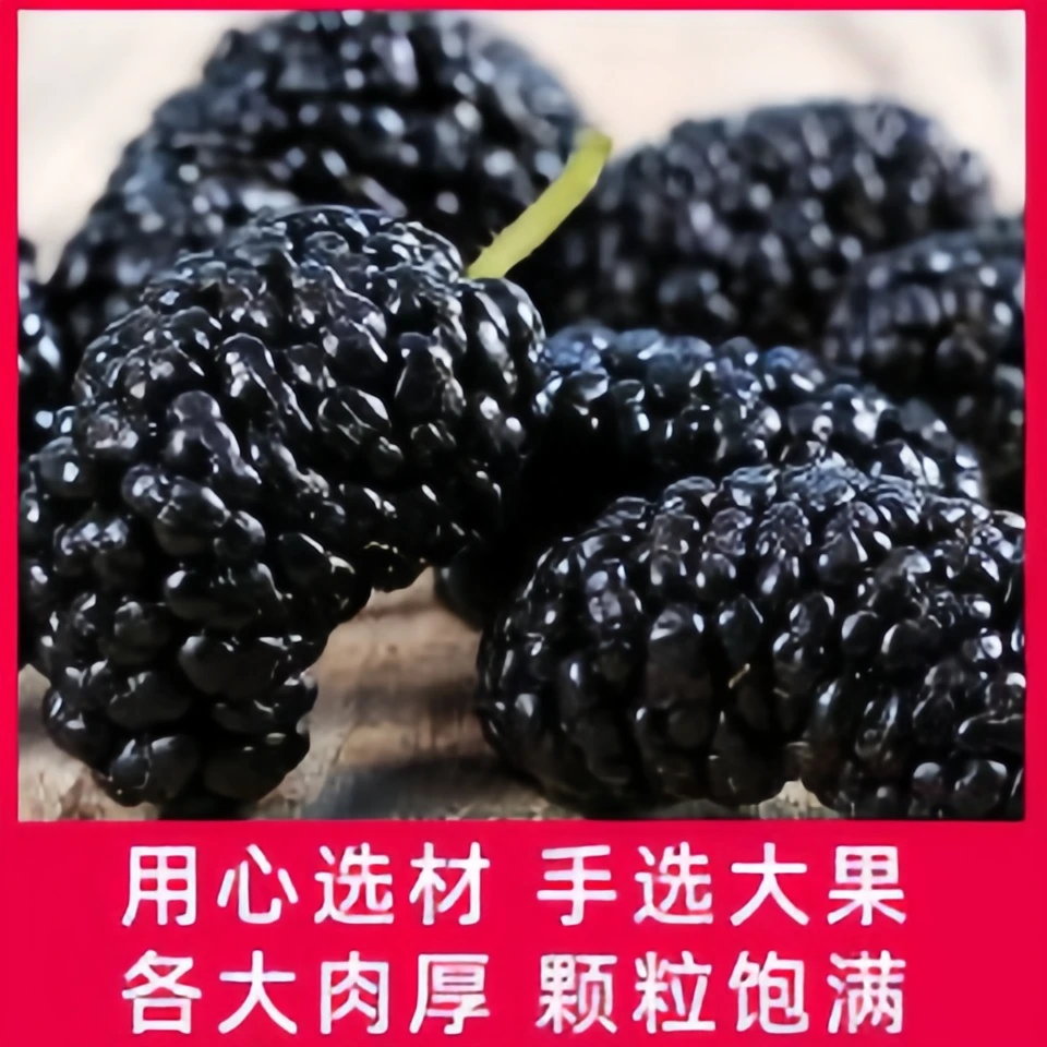 新货食用黑桑葚干大果500克包邮新彊头茬桑葚果干净无沙泡水泡酒