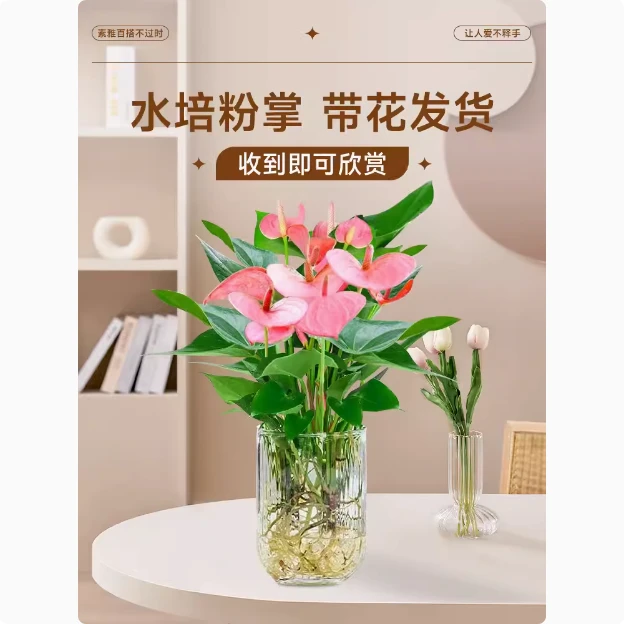 粉掌U型玻璃瓶】3-5朵花四季开花水培好养客厅办公室水培植物盆栽