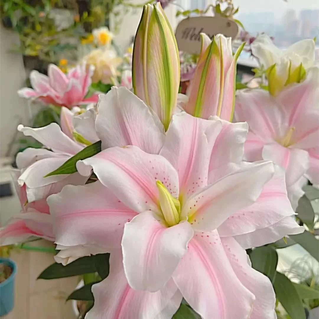 进口香水百合种球四季绿植盆栽花卉种子室内外阳台花苗大种球耐寒
