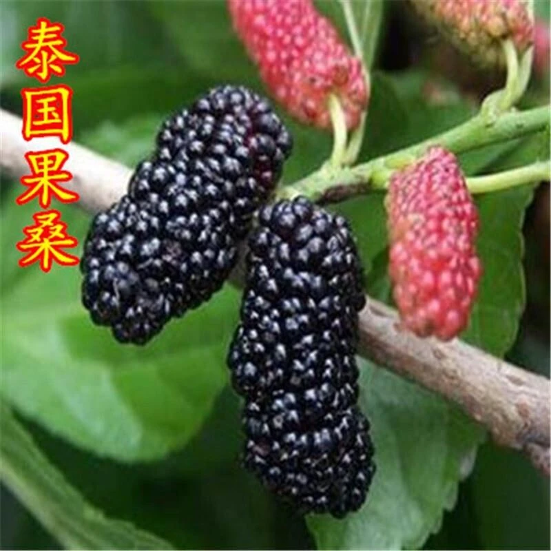 栽果桑苗太阳长果桑树苗旺之春 泰国黑桑 4年苗 当年结果 好成活