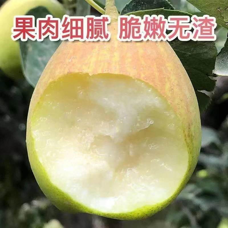 新疆库尔勒红香酥梨皮薄脆甜爆汁细腻现摘现发新疆库尔勒直发