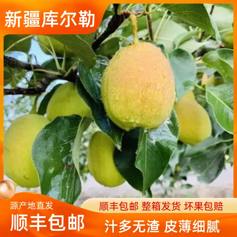 【达人助农专属】新疆库尔勒香梨皮薄脆甜爆汁细腻产地库尔勒直发