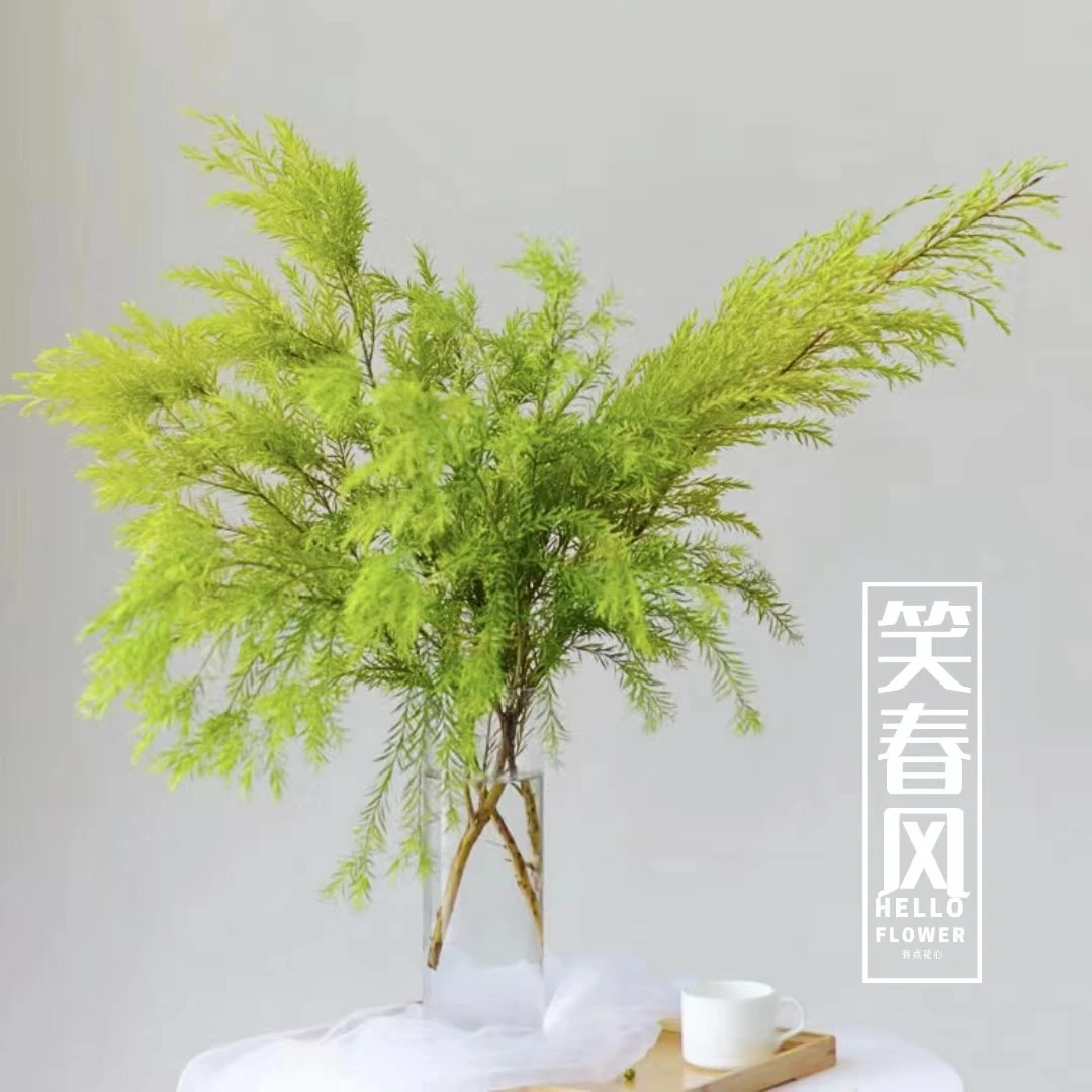 Q笑春风绿色千层金室内绿植鲜切水培植物黄金香柳千层金
