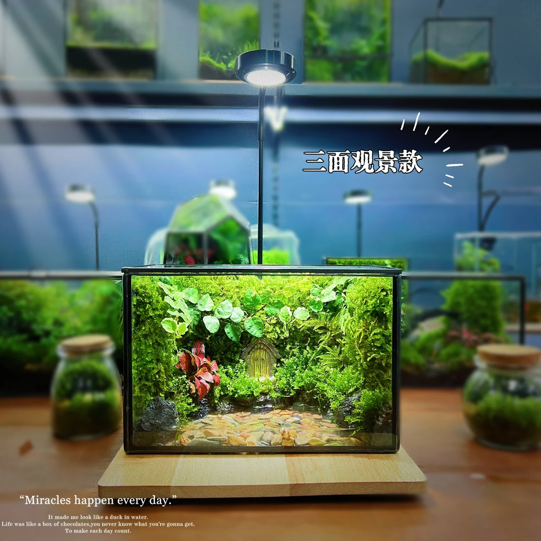 创意苔藓微景观养小蟹角蛙生态缸