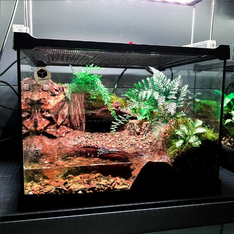 养角蛙乌龟爬宠雨林缸生态缸桌面微景观