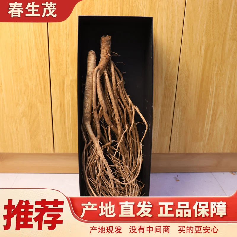景古甄选优质大黄芪