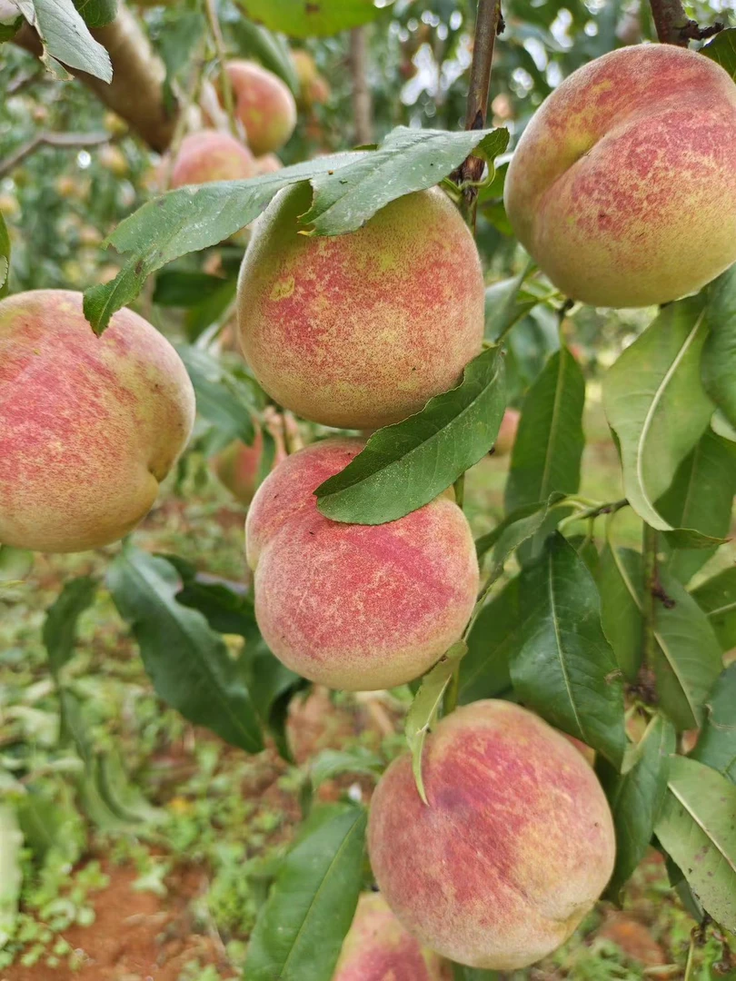 凤尊红蜜冬桃、个头大色红、脆甜4.5千克