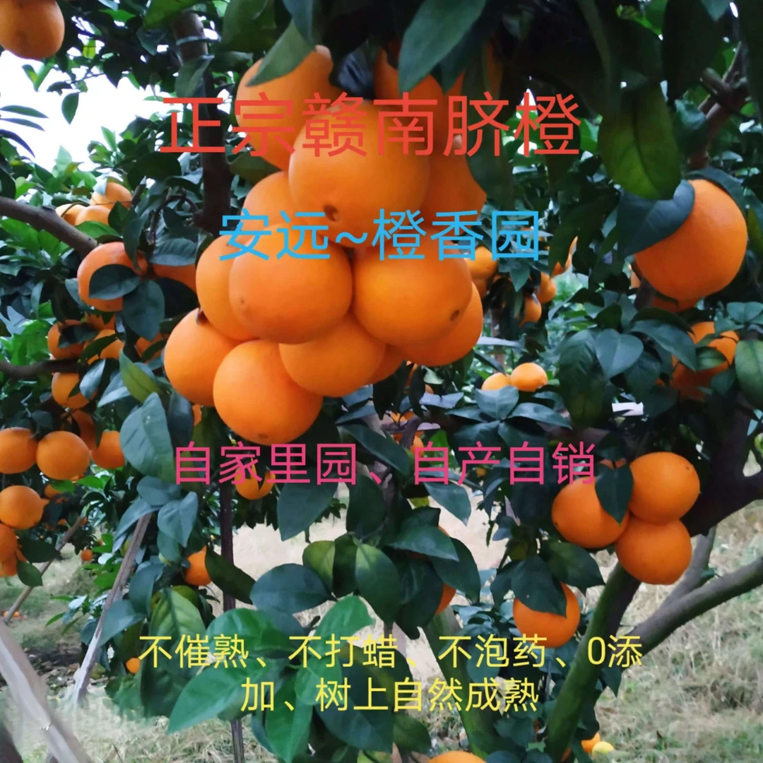 顺丰快递江西正宗赣南脐橙自家果园直发应季新鲜橙子净重9斤