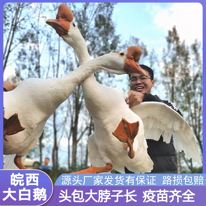 农业哥正宗皖西大白鹅鹅苗宠物小鹅苗养鹅皖蒲大种白鹅苗顺丰包赔