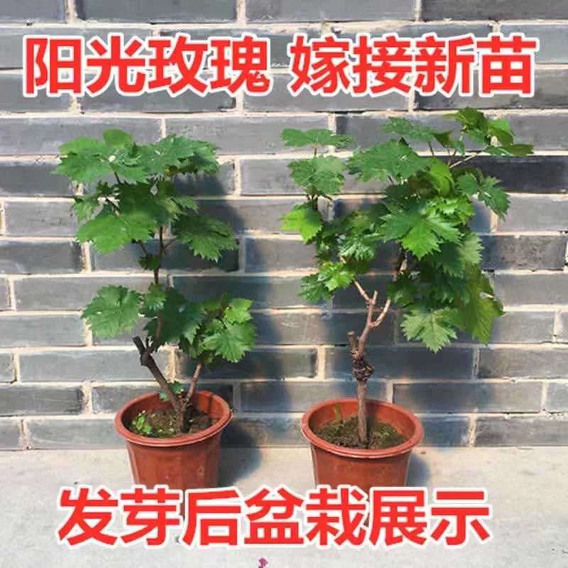 葡萄树苗直播间一物一拍所见即所得