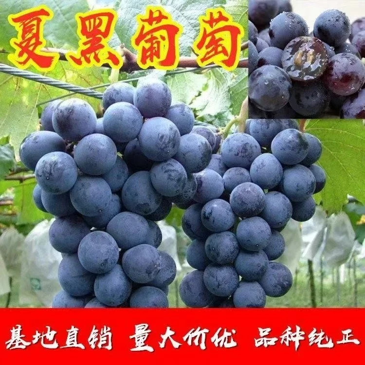 【夏黑葡萄】树苗盆栽地栽阳台庭院南北方均可种植