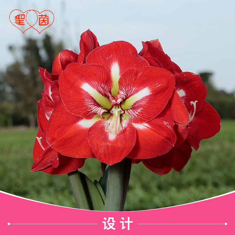 圣茵朱顶红 基地球 设计 花后球