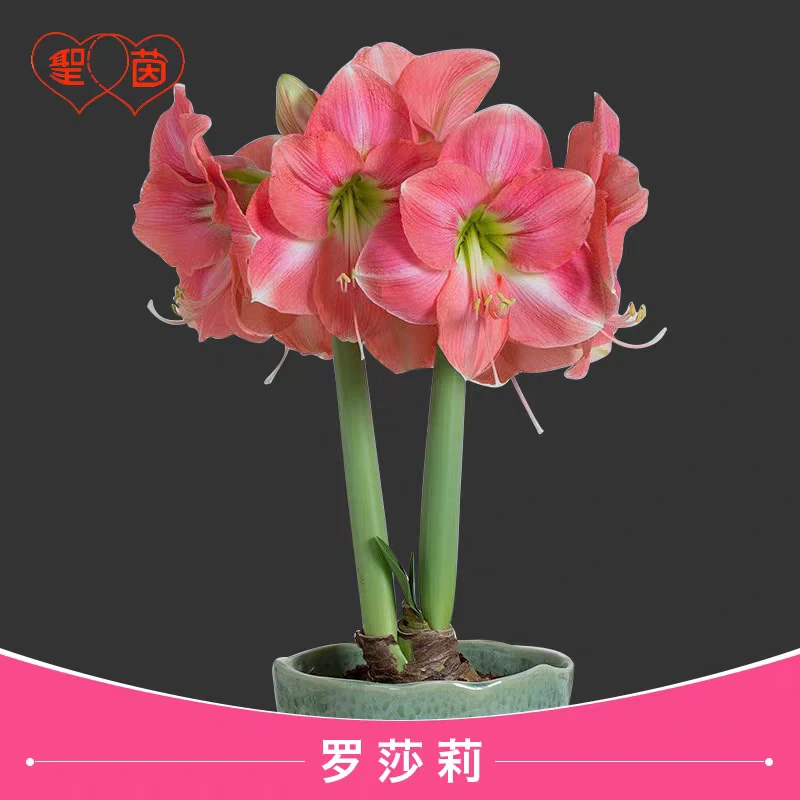 圣茵荷兰进口朱顶红 罗莎莉 易活懒人植物开花球