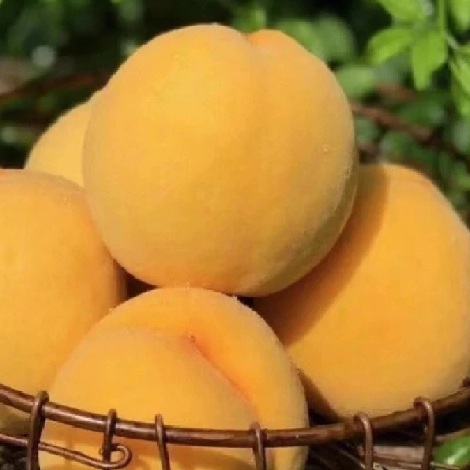【小果鲜选实惠装】嘉善黄桃现摘现发新鲜水果鲜甜多汁