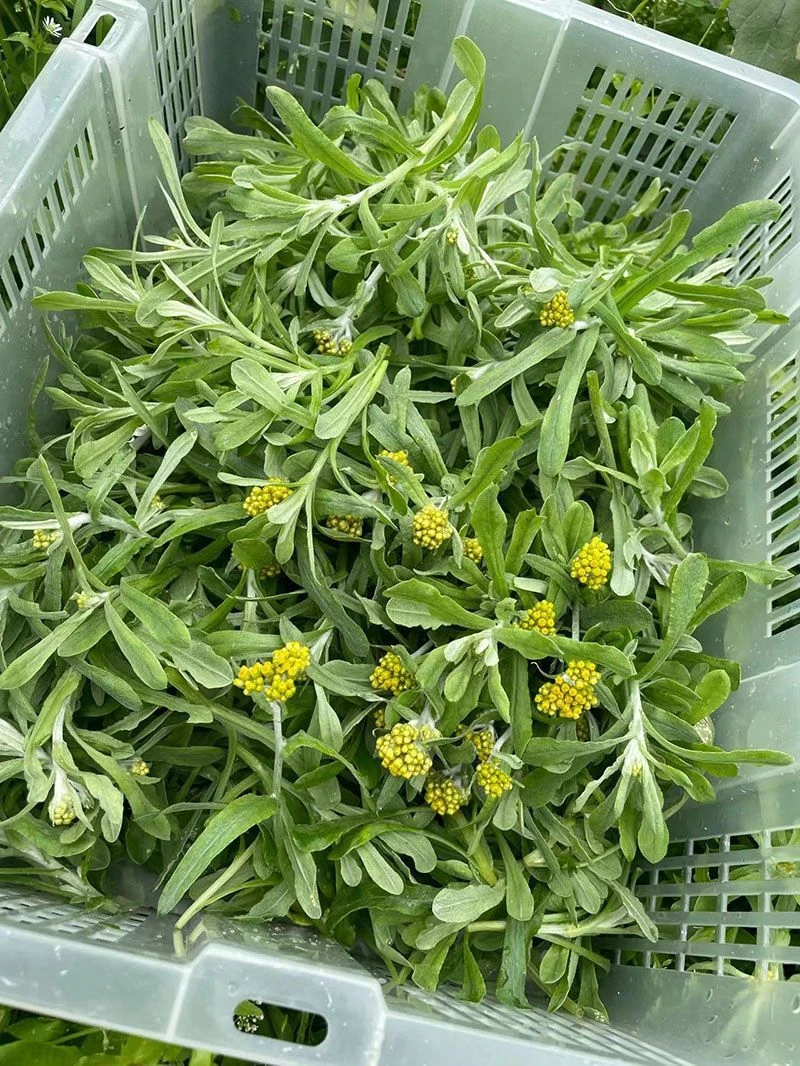 湖南鼠曲草叶新鲜现摘清明草野生水茨菜青团包邮佛耳绒毛菠菠草稞