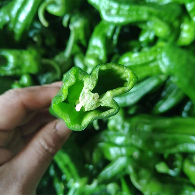 河南农家自种青椒泡椒微辣椒辣子鸡专用新鲜采摘3斤5斤农产品