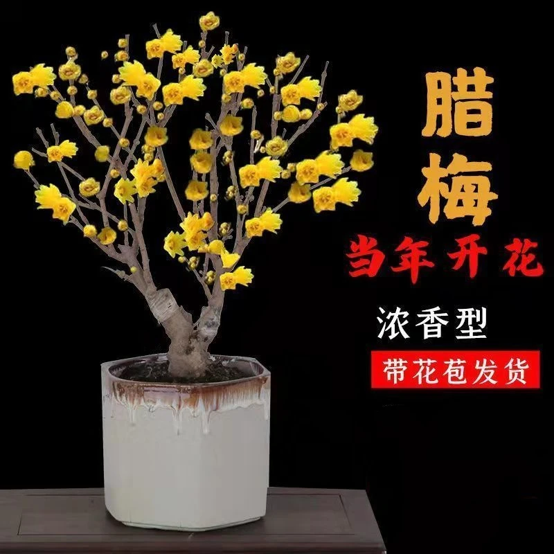 大花素心腊梅花带花苞红梅乌梅花卉绿植盆栽地栽耐寒浓香素心腊梅