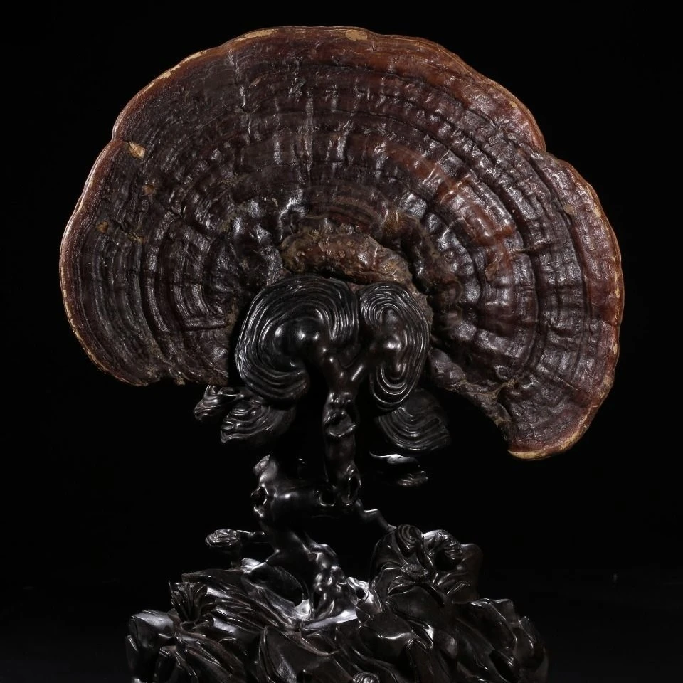 【三单五单囤多单优先发】所幸云南紫灵芝10朵装便宜实用滋补品