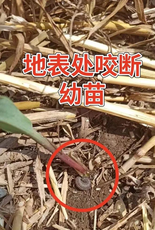 （一组十亩） 适用于玉米苗期防虫营养组合叶面肥