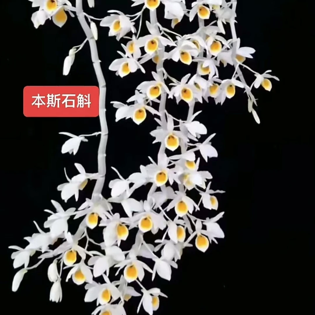 本斯石斛，花香伴有牛奶香味