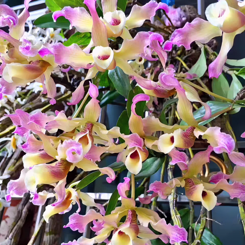 扭瓣石斛  七彩石斛4-6月花期 （清香型）