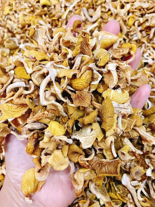 东北榆黄蘑碎片干品500克