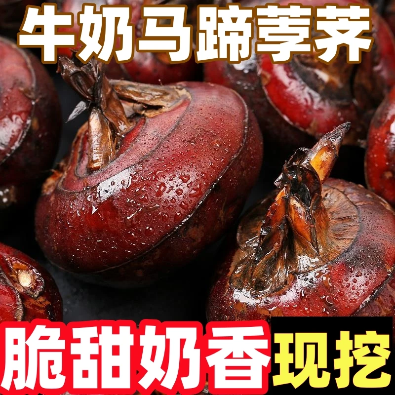 【脆甜奶香】新鲜脆嫩清甜马蹄荸荠特大地梨多汁地栗应季水果蔬菜