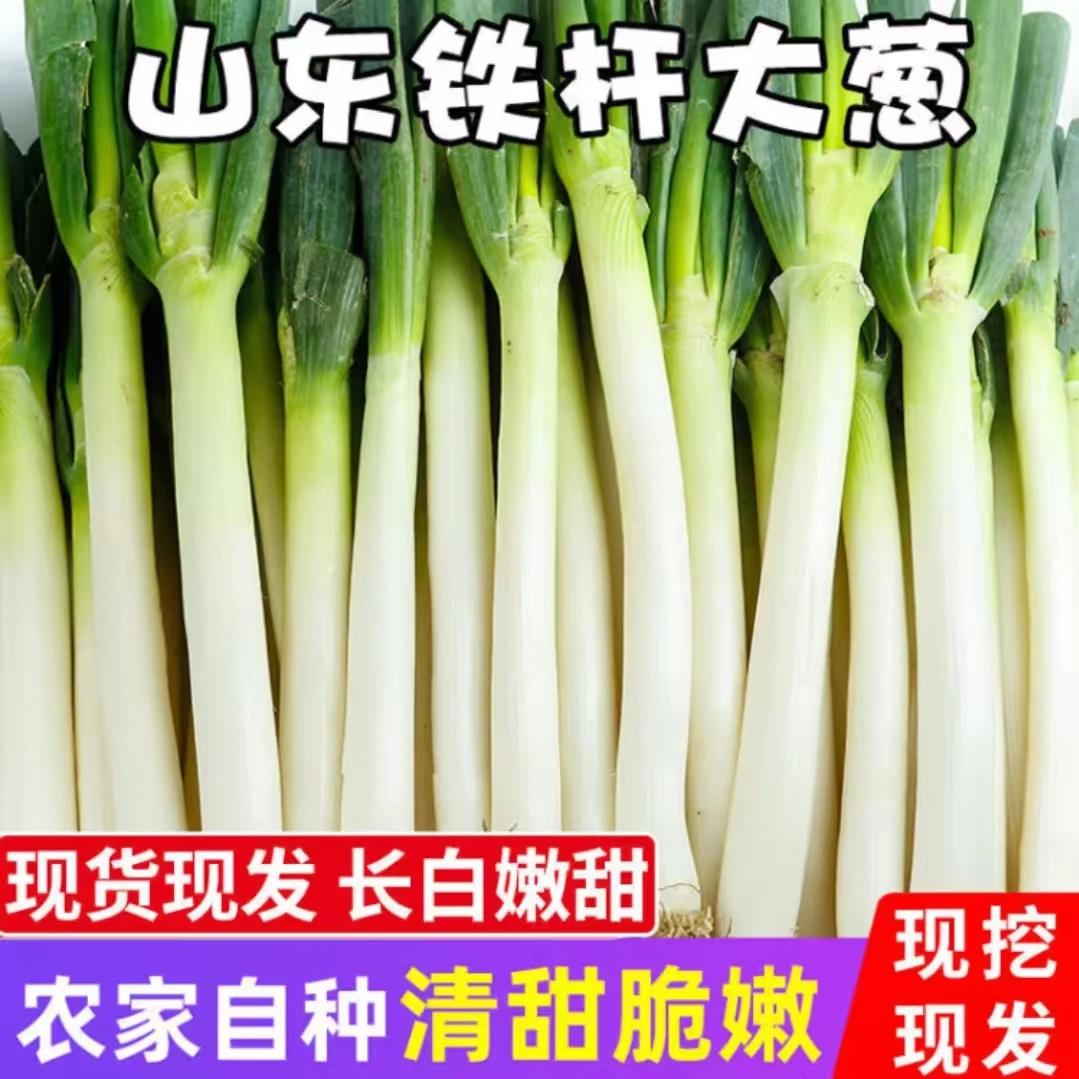 正宗山东铁杆大葱优质去皮半叶大葱脆甜微辣现挖现发原产地直发