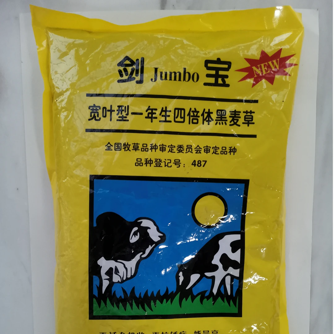 牧草种子，宽叶四倍体黑麦草