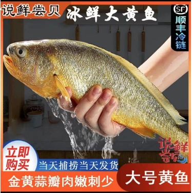 新鲜鲜嫩细腻营养大黄花鱼4条整条未处理400-500克/条发顺丰