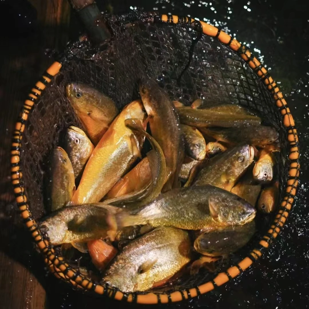 冰鲜大黄鱼 550~700g