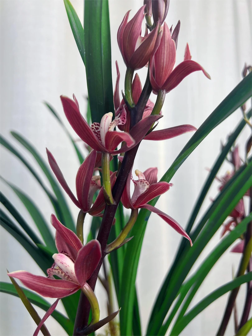 【西施】四季建兰品种高档名贵兰花盆栽植物