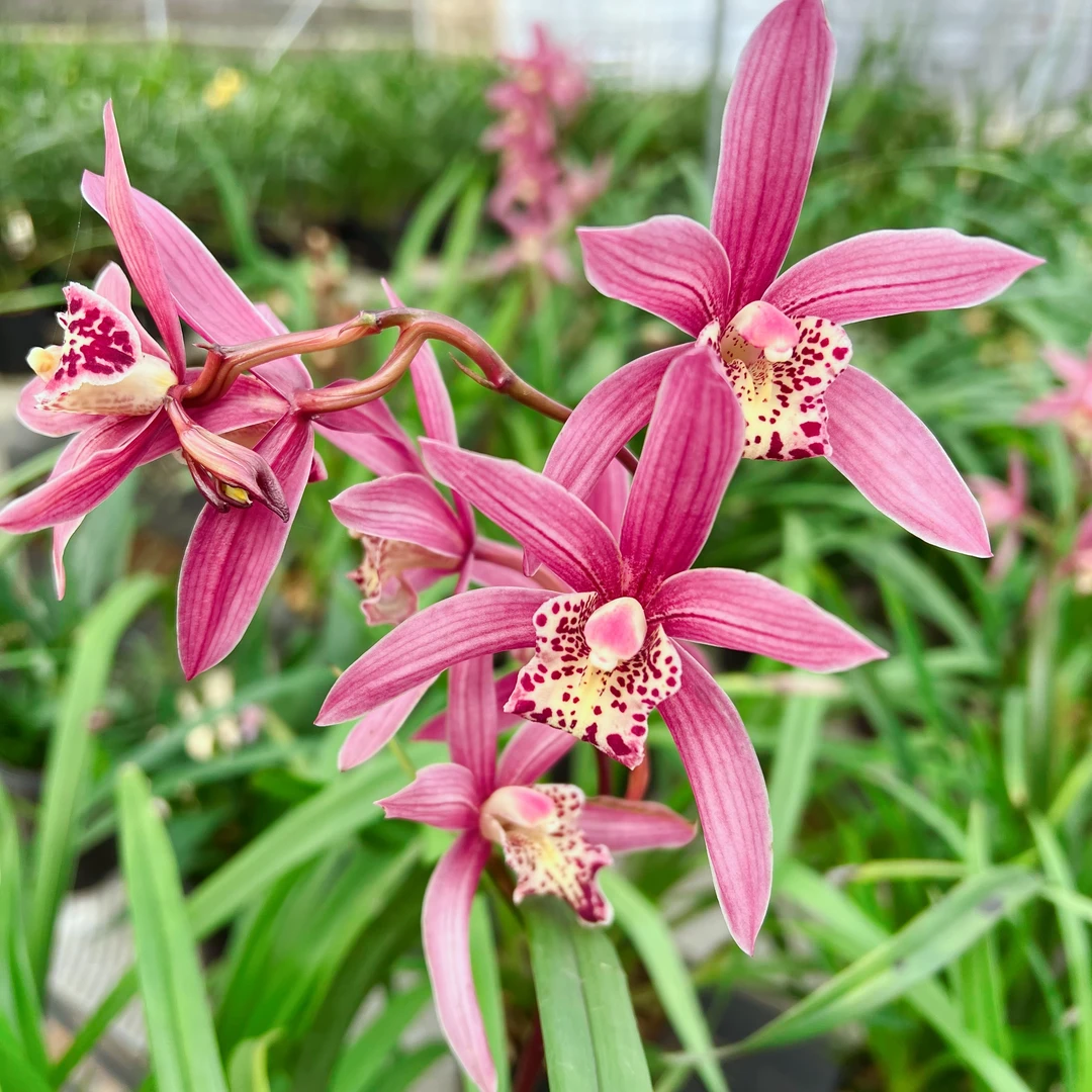 【台北仙子】建兰名品粉红色花色开花浓香室内好养易活