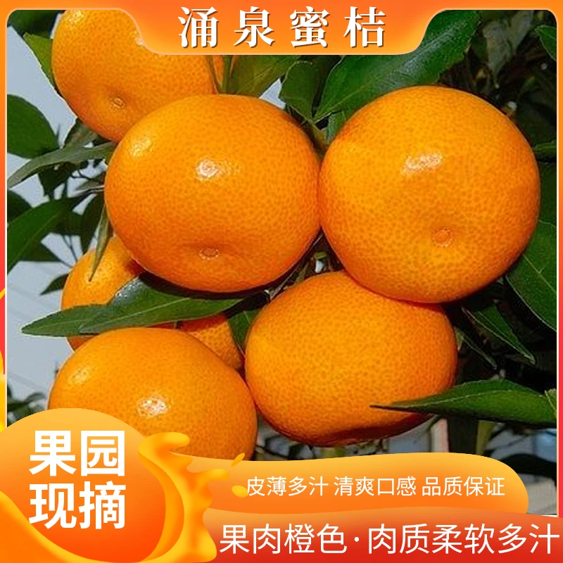 【正宗涌泉蜜橘•高山果】新鲜采摘当季水果纯甜橘子蜜橘皮薄多汁