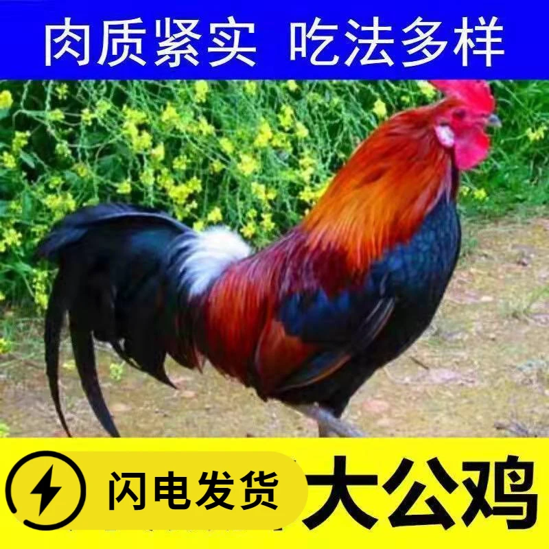 【黑脚公鸡】正宗农村散养大公鸡3/9斤土鸡现杀走地鸡笨公鸡