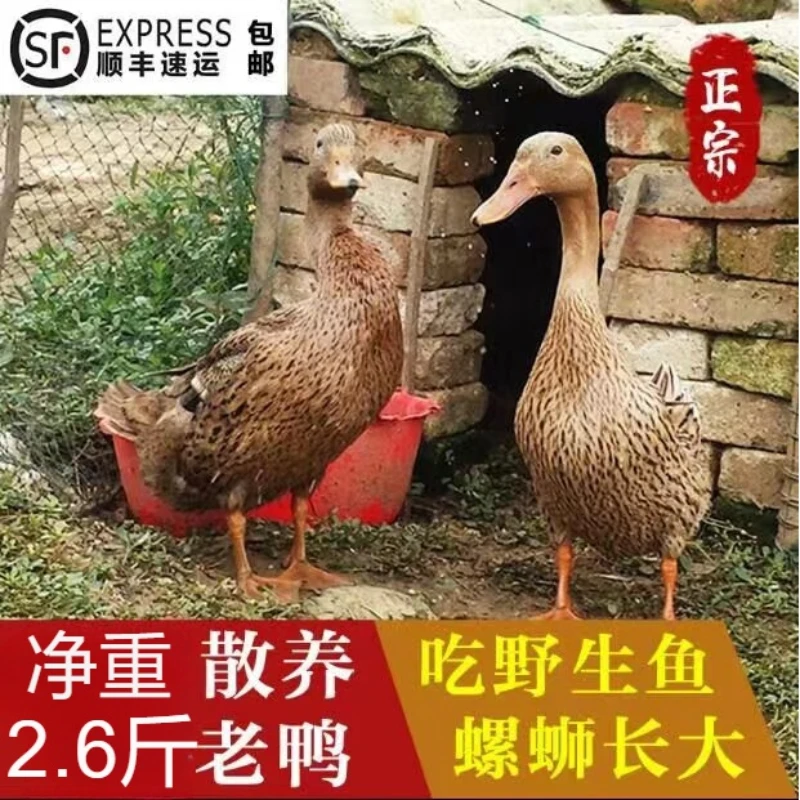 正宗农家2.6斤散养鲜美鸭子整只土鸭新鲜现杀鸭大鸭水鸭下蛋鸭