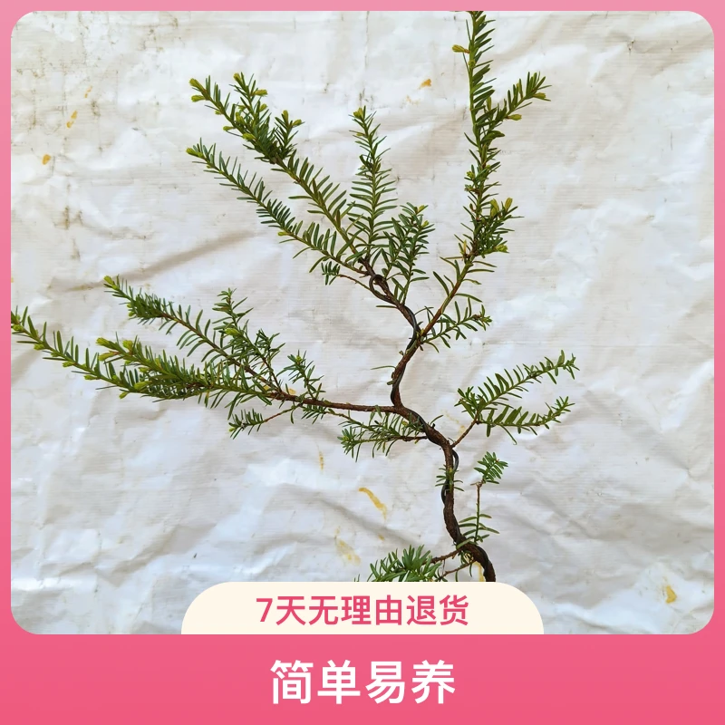 东北红豆杉游龙弯造型苗盆栽原盆原土发货室内室外耐寒