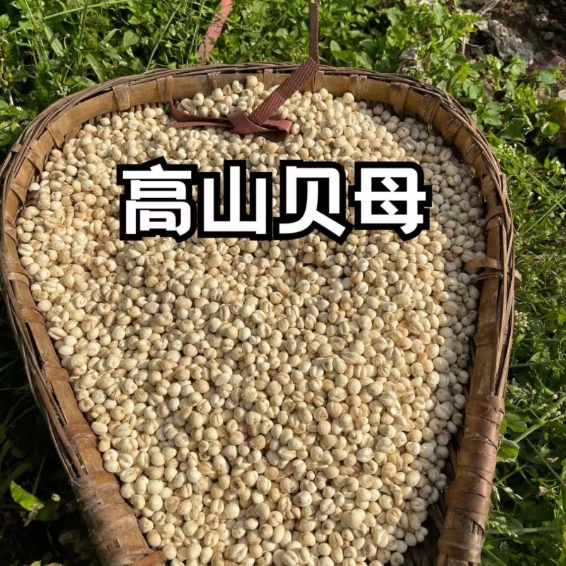 四川贝母 本色无硫 山货 高山贝母  本色小粒 2024 川贝母
