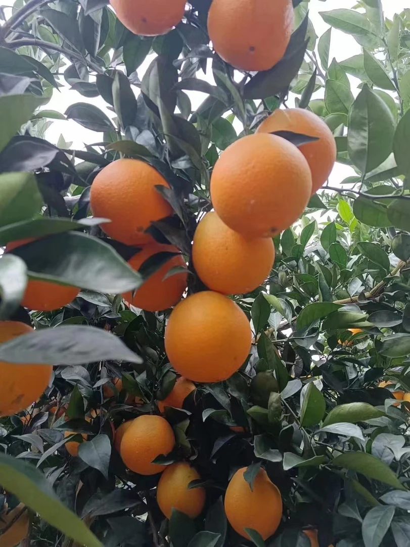 江山新鲜小橙子5斤