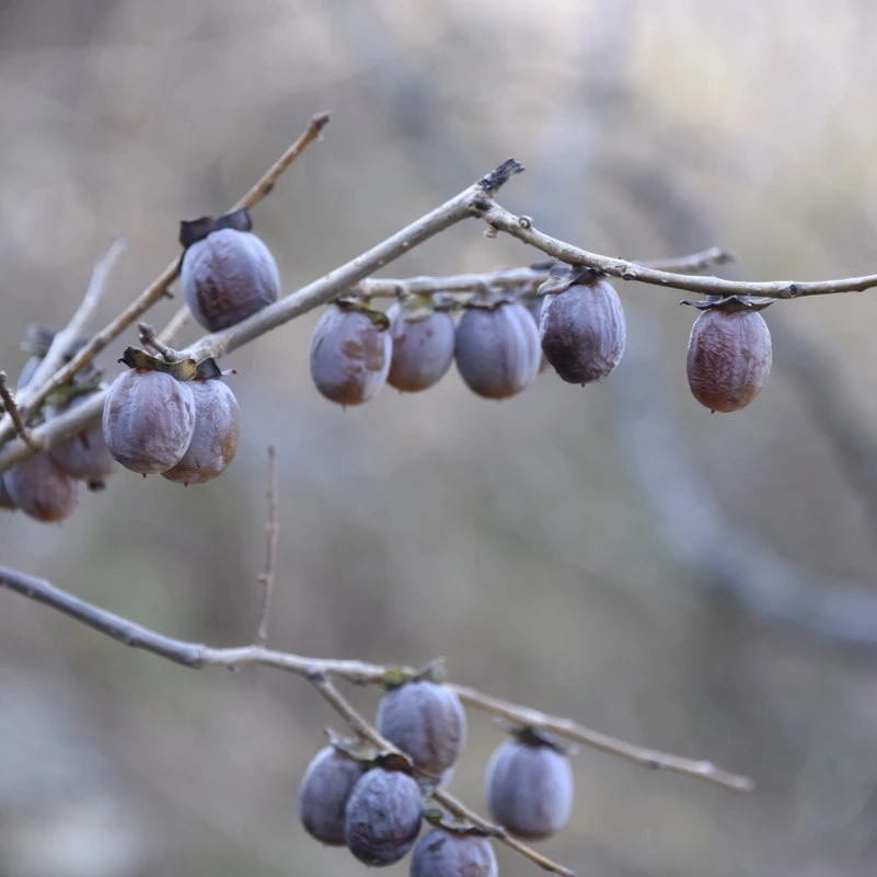《冷冻保存》太行山野生无核黑枣软枣君迁子3斤河北特产即食