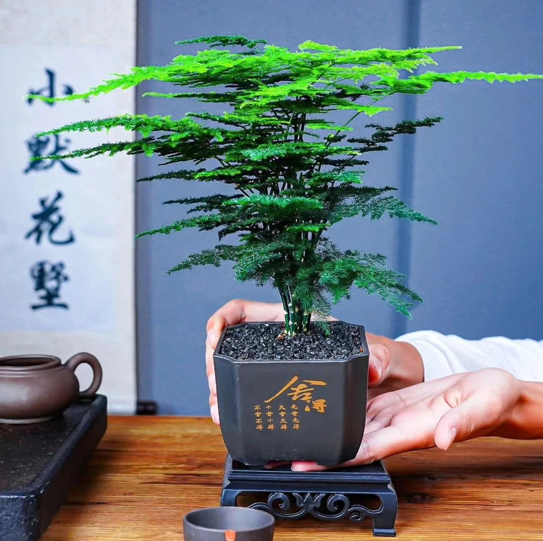 舍得文竹含盆加底座美化环境绿植花卉盆栽美观